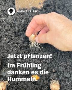 Foto mit Pflanzenknolle, die eingepflanzt wird