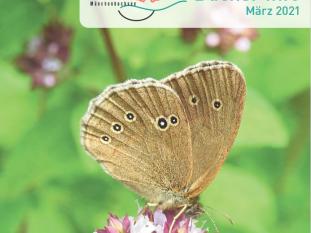 Buchsi-Info März (2021/1) ist online